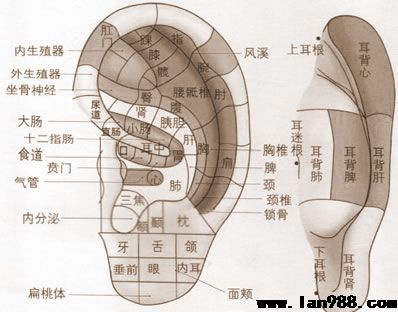 耳朵里面主伶俐型由耳朵里面看着你今世贡献尺寸