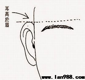 有这种耳相的人脑子聪慧，鸿福粘稠