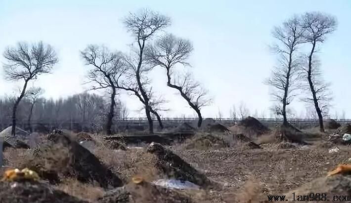 一则风水大师相祖坟的故事