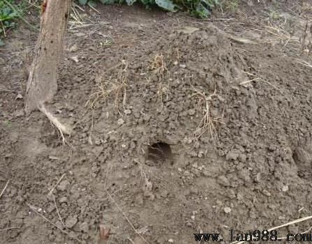 坟头墓地出现老鼠啃噬穿孔打洞要及时修护