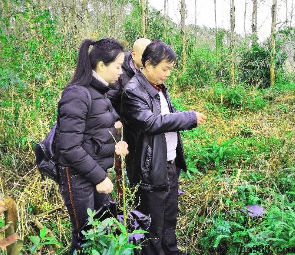 龙旺发富贵，穴真兴子孙