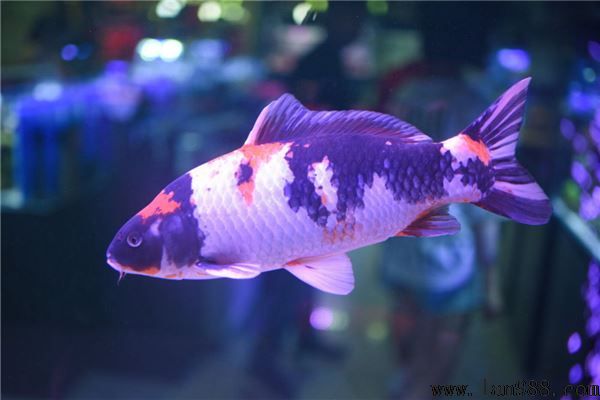 财神鱼风水禁忌