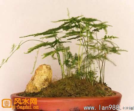 文昌位可以放发财树吗