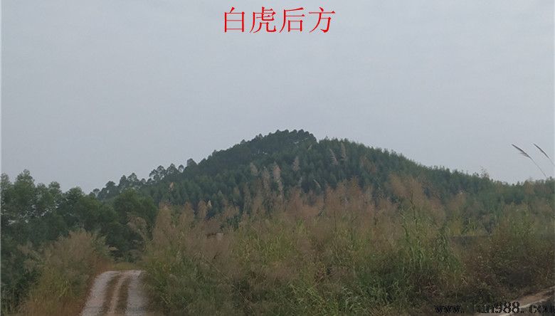 纪九十年代初来到白鹤岭葬祖，葬后不久就