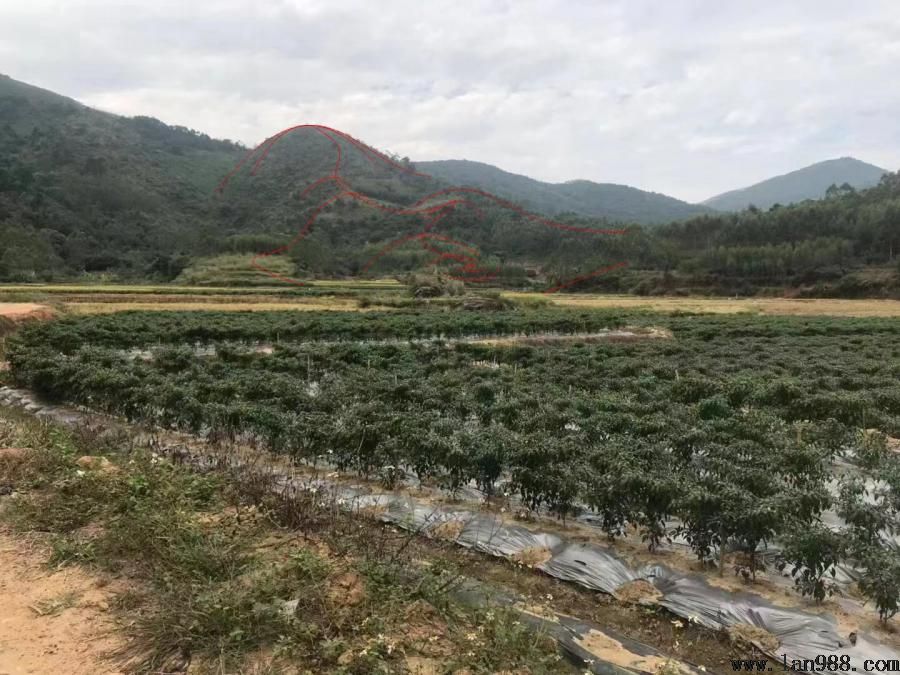 父母皇榜土屏下脉，正看似木星，头圆身挺，屈曲出脉